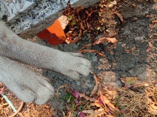 Footprint of cat  paw on cement concrete background closeup.