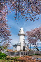 岩崎鼻灯台と桜