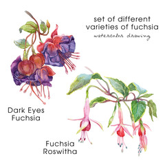 Fuchsia flower. Watercolor set - obrazy, fototapety, plakaty