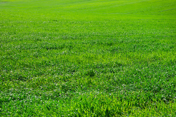 Obraz na płótnie Canvas field of green grass and sky
