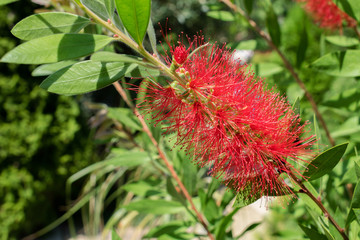 red flower in the garden