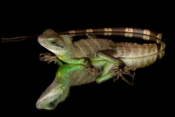 Chinese Water Dragon with reflection on mirrored surface