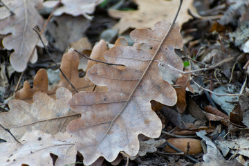 autumn leaves on the ground