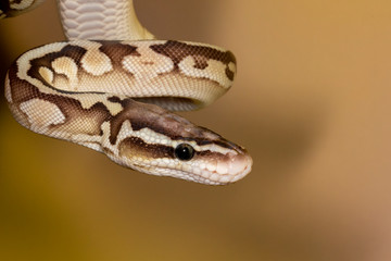 Young Sugar Morph Ball Python closeup