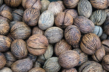Buddha palm seeds for sale on Amsterdam Flower Market