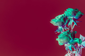 Green roses inversed color background with copy space