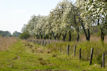 Obstbäume