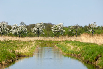 Rieselfelder in Münster