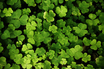 Green clover carpet background top down view