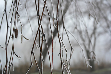Off-season. Frozen birch branches are covered with white spiny snow.