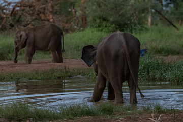 Fototapeta na wymiar Sri Lankan elephant refugee camp. 