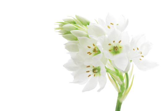75 Best オーニソガラム Images Stock Photos Vectors Adobe Stock