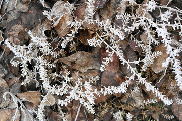 Icy fringe on a dry grassy plant as a snow-white decoration.