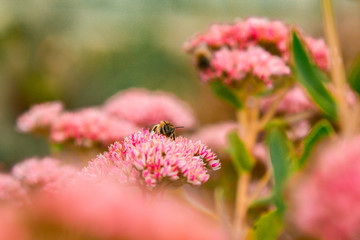 Tender pink flowers bloom as a background in the autumn garden. Bees pollinate plants. Horizontally. March 8, mother's day, a leader, postcard, draw. Holiday concept.