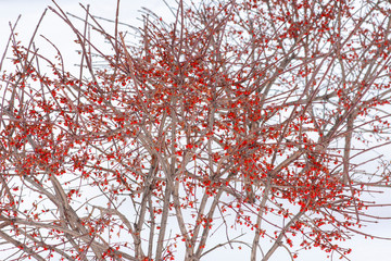 Viburnum with berries in January