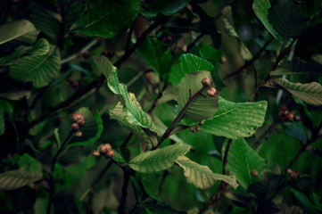  Simpur leaf tree