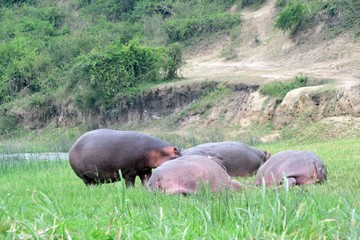 Nile hippo, Queen Elizabeth National Park, Uganda