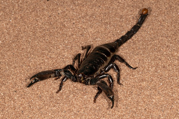 Large Venomous Forest Black Scorpion