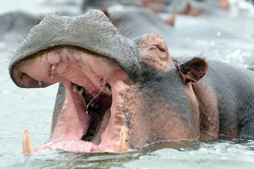 Nile hippo, Queen Elizabeth National Park, Uganda