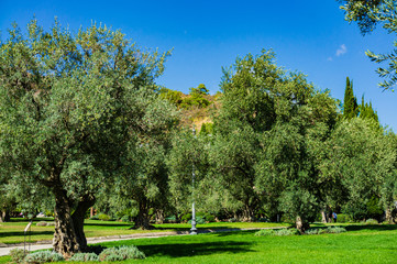 Obraz premium Alushta, Russia - September 28, 2019: Paradise landscape park in Crimea. Olive trees (Olea europaea) in relict olive grove in Aivazovsky. Age of trees is more than 200 years. Landscape architecture.