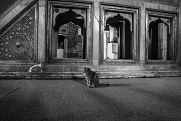 a cat inside a temple