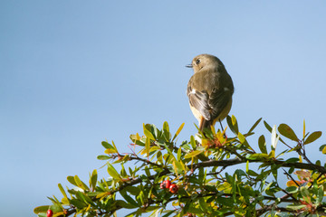Redstart