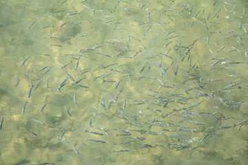 Shoal of fish in seawater, many sea fishes top view, free in the sea, sea fishes on the water surface, on the surface of the sea water aquamarine azure reflection turquoise blue abstract background
