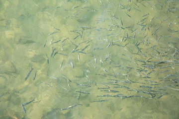 Shoal of fish in seawater, many sea fishes top view, free in the sea, sea fishes on the water surface, on the surface of the sea water aquamarine azure reflection turquoise blue abstract background