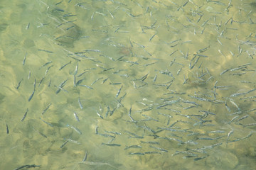 Shoal of fish in seawater, many sea fishes top view, free in the sea, sea fishes on the water surface, on the surface of the sea water aquamarine azure reflection turquoise blue abstract background
