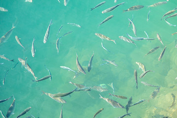 Shoal of fish in seawater, many sea fishes top view, free in the sea, sea fishes on the water surface, on the surface of the sea water aquamarine azure reflection turquoise blue abstract background