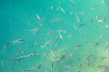 Shoal of fish in seawater, many sea fishes top view, free in the sea, sea fishes on the water surface, on the surface of the sea water aquamarine azure reflection turquoise blue abstract background