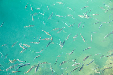 Shoal of fish in seawater, many sea fishes top view, free in the sea, sea fishes on the water surface, on the surface of the sea water aquamarine azure reflection turquoise blue abstract background