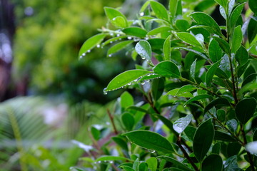 green leaves with drops of water