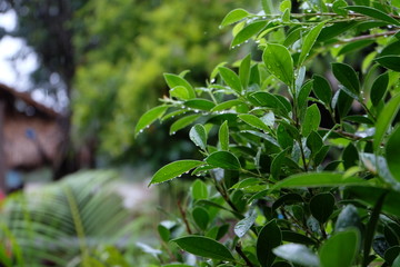 Obraz premium green leaves of a tree in spring