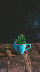 fir branches in a blue cup on a wooden background.