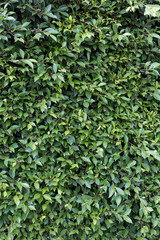 Obraz premium background of green leaves