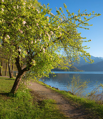 blooming apple tree at a lake shore in spring time