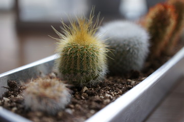 多肉植物・サボテン