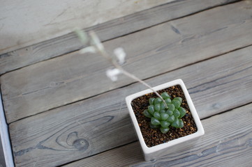 多肉植物・ハオルチア