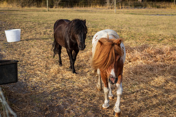 Ponies and Horses