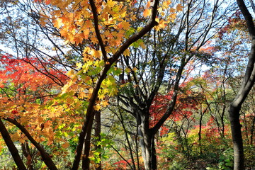 아름다운 한국의 가을 단풍