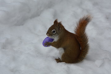American Red Squirrel with purple plastic Easter egg