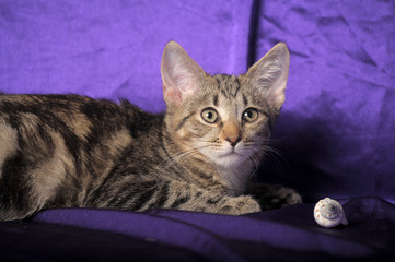 striped kitten on a purple