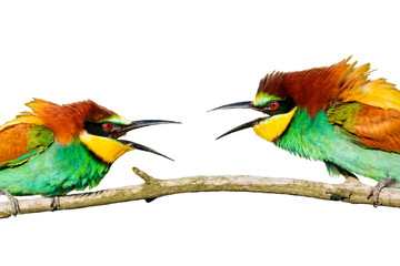 beautiful colored birds conflict isolated on a white background