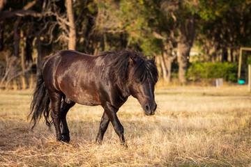 Ponies and Horses