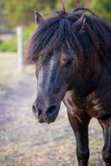 Ponies and Horses