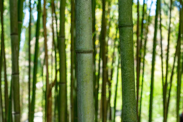 Obraz na płótnie Canvas Macro view of green bamboo tree trunk growing in a forest 