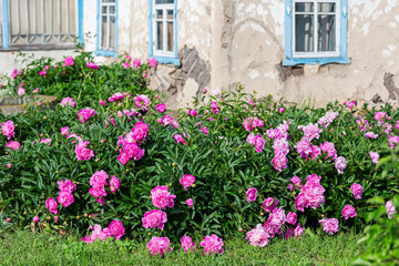 beautiful flowers in the garden near an abandoned house