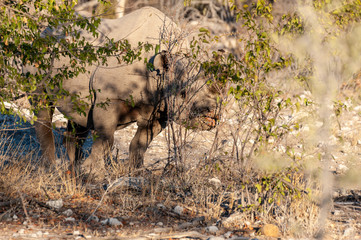 A black Rhinoceros - Diceros bicornis- eating scrubs on the plains of Etosha national park, Namibia, during sunset