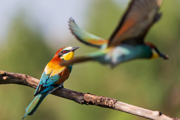 beautiful wild birds scurry around in spring